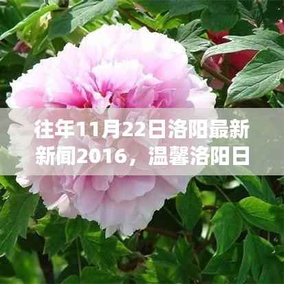 秋风落叶间,美好时光在洛阳,最新新闻与日常故事回顾 2016年篇