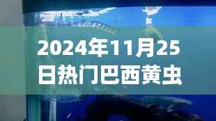 巴西黄虫的秘密,寻找内心平静的奇妙旅程纪实