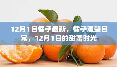 12月1日橘子温馨日常，甜蜜时光的记录