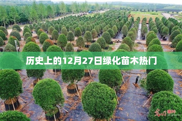 历史上的绿化苗木热门，聚焦12月27日