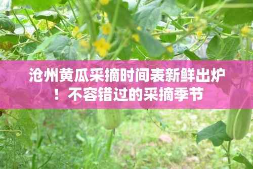 沧州黄瓜采摘时间表新鲜出炉!不容错过的采摘季节