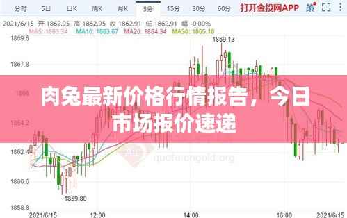 肉兔最新价格行情报告,今日市场报价速递
