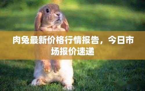 肉兔最新价格行情报告,今日市场报价速递
