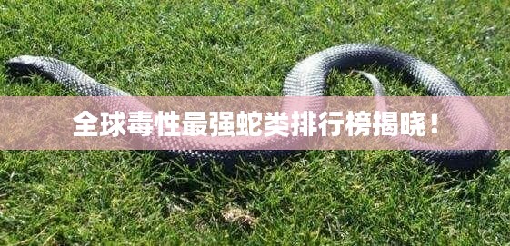 全球毒性最强蛇类排行榜揭晓!